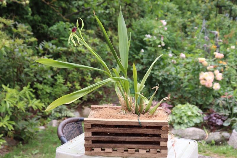 Encyclia cochleata persodinimas'19 (5).JPG