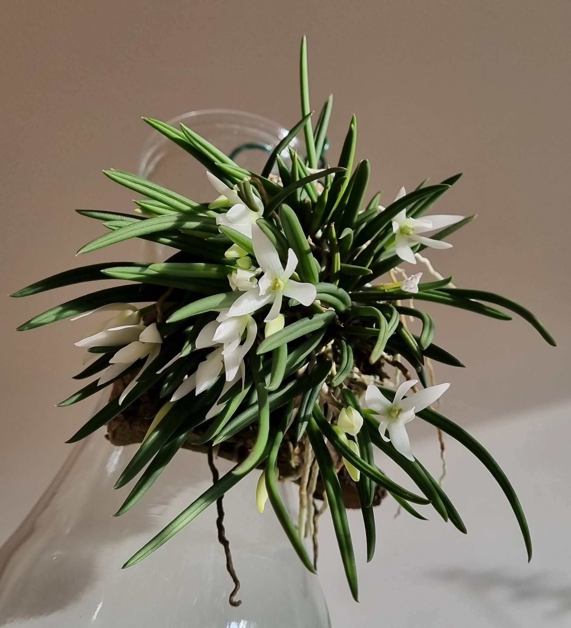 20231122_Leptotes unicolor.jpg