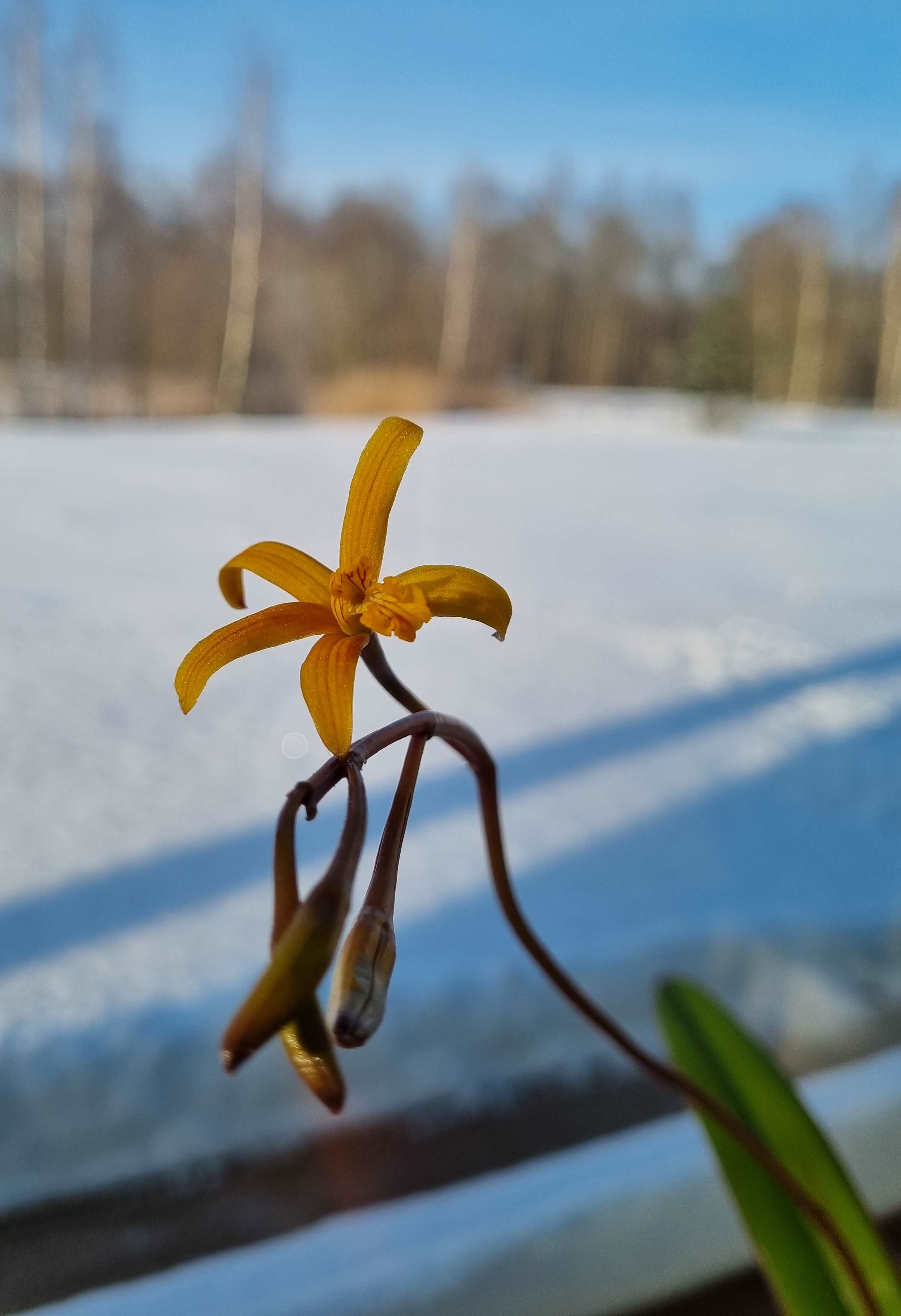 20240107_Laelia mixta.jpg