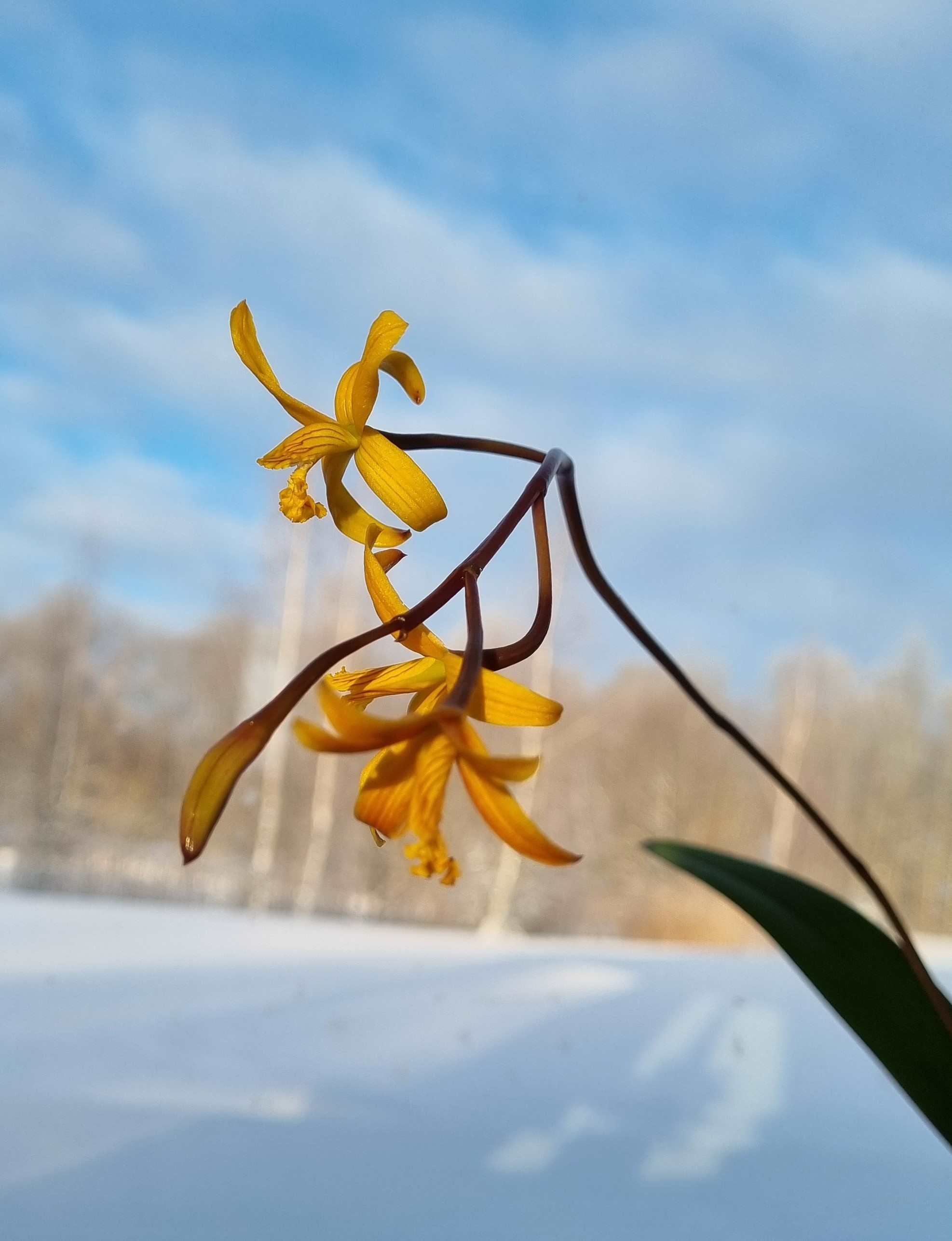 20240121_Laelia mixta2.jpg