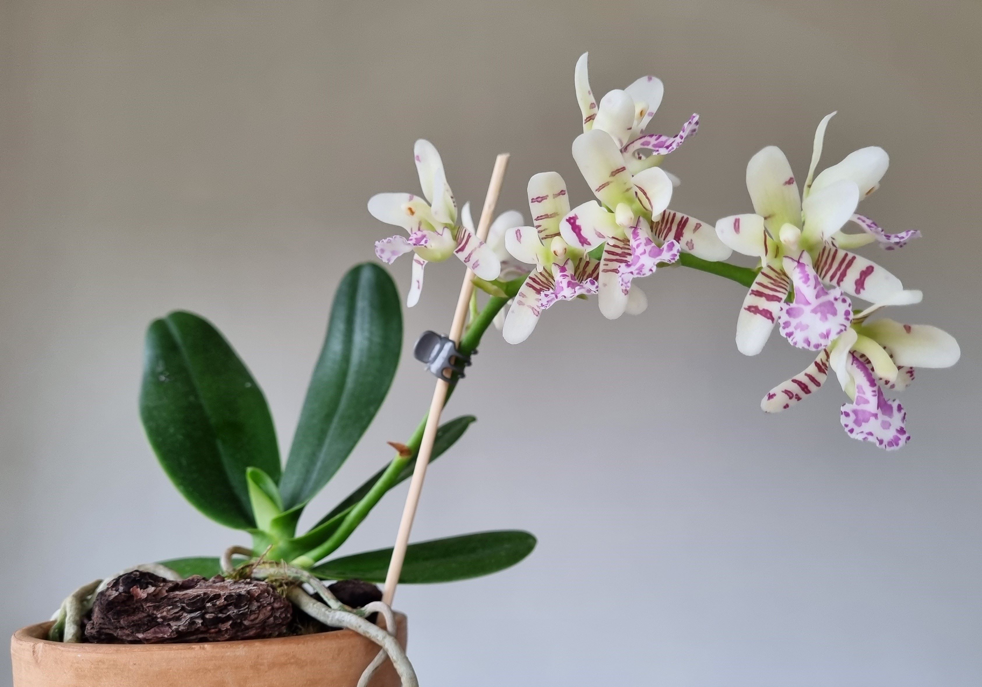 20240402_Sedirea japonica.jpg