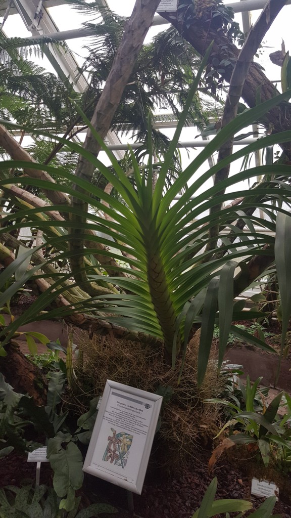 Grammatophyllum speciosum (1).jpg