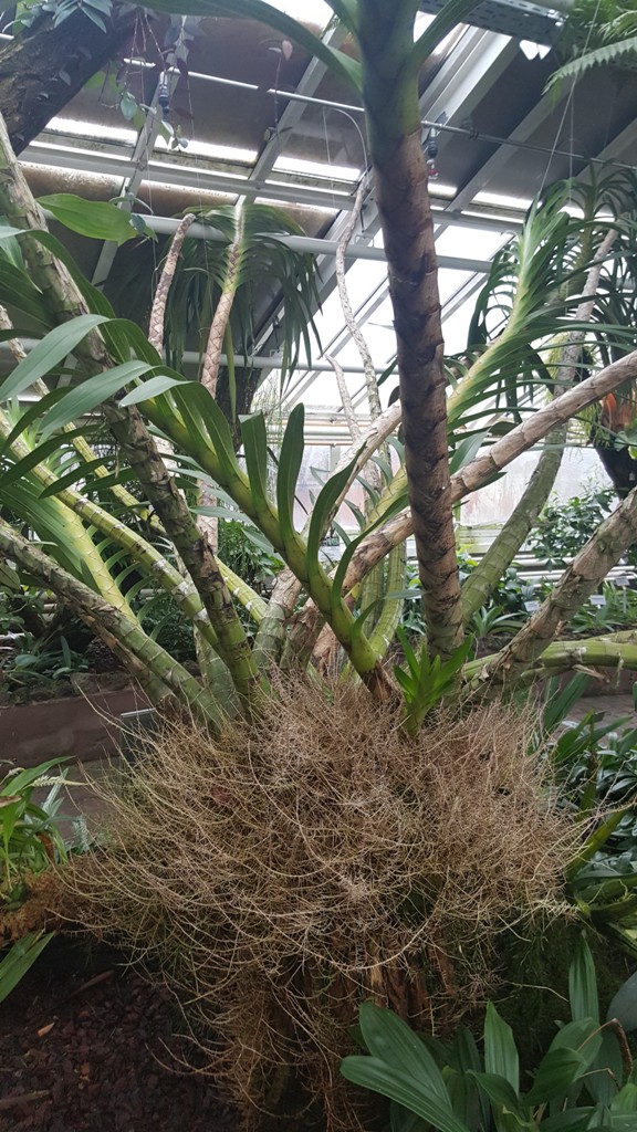 Grammatophyllum speciosum (2).jpg