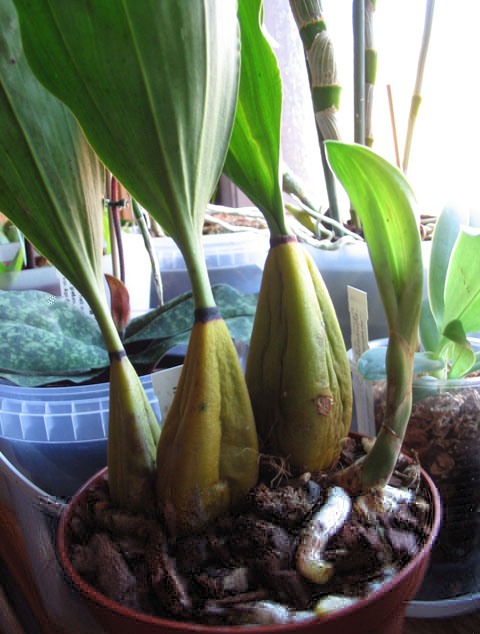 Bifrenaria harrisoniae copy.jpg