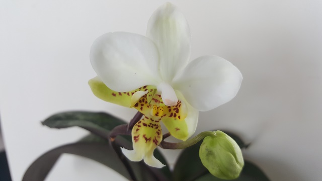 phalaenopsis stuartiana.jpg