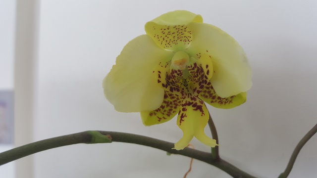 phalaenopsis stuartiana var.nobilis.jpg
