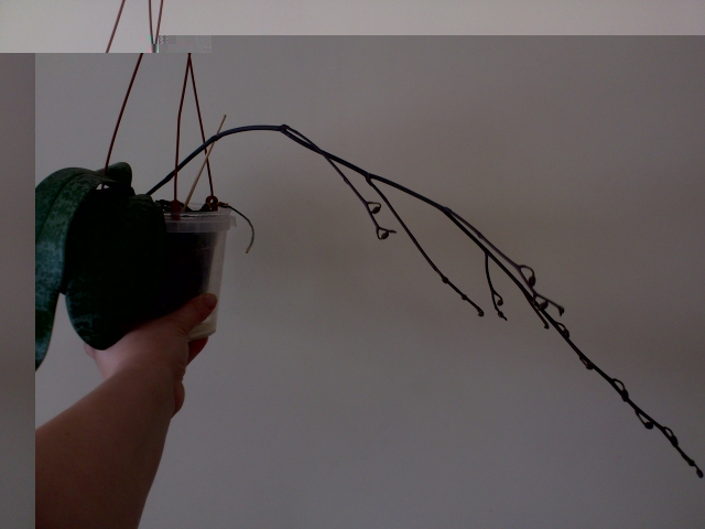 phalaenopsis schilleriana.jpg