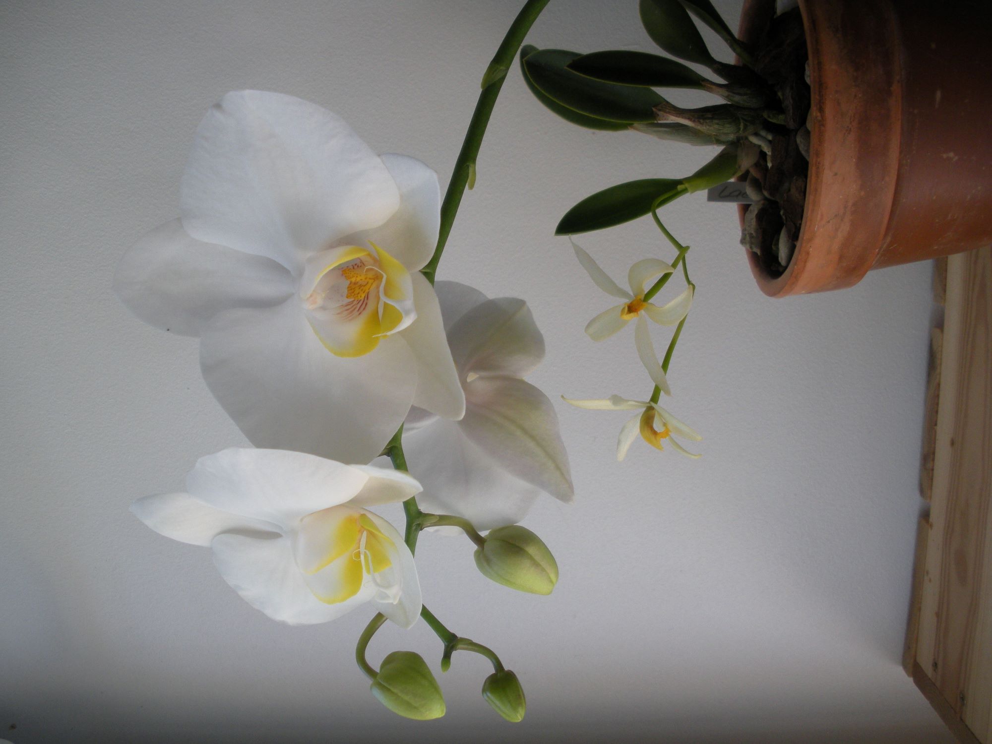 Laelia regentii4.JPG