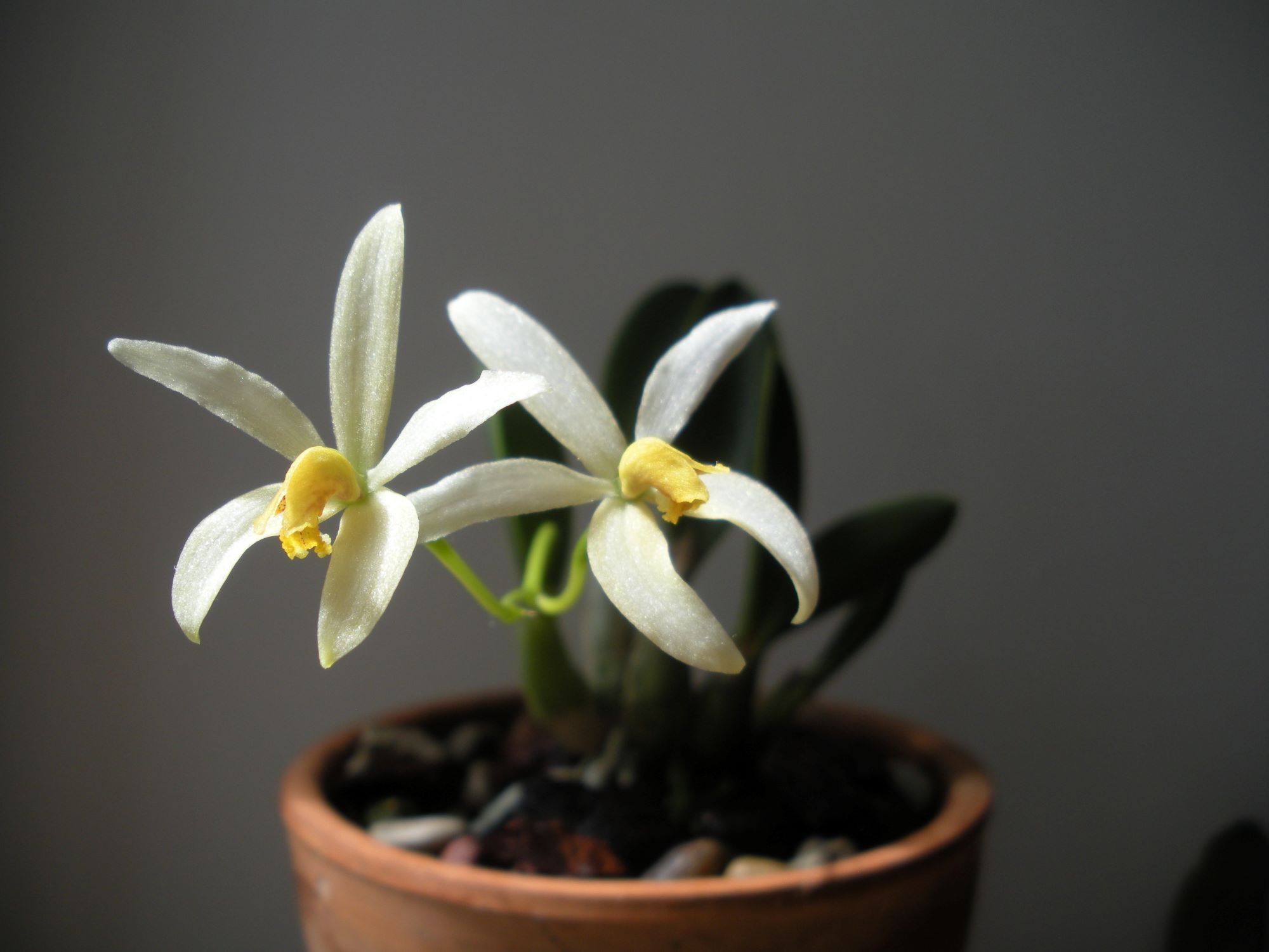 Laelia regentii3.JPG
