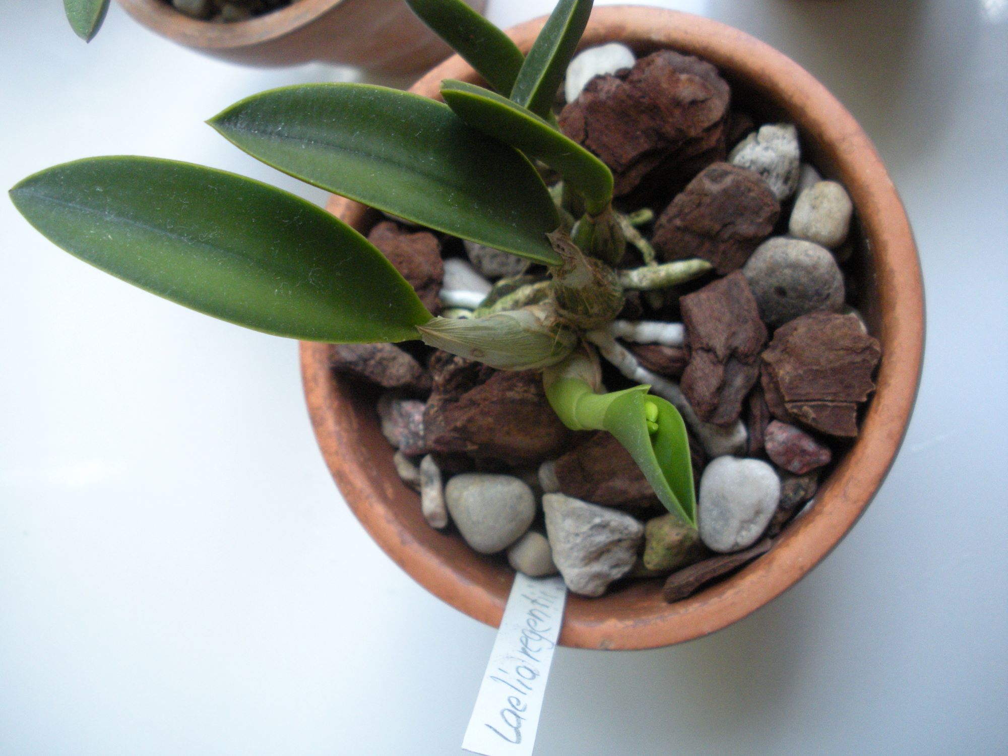 Laelia regentii2.JPG