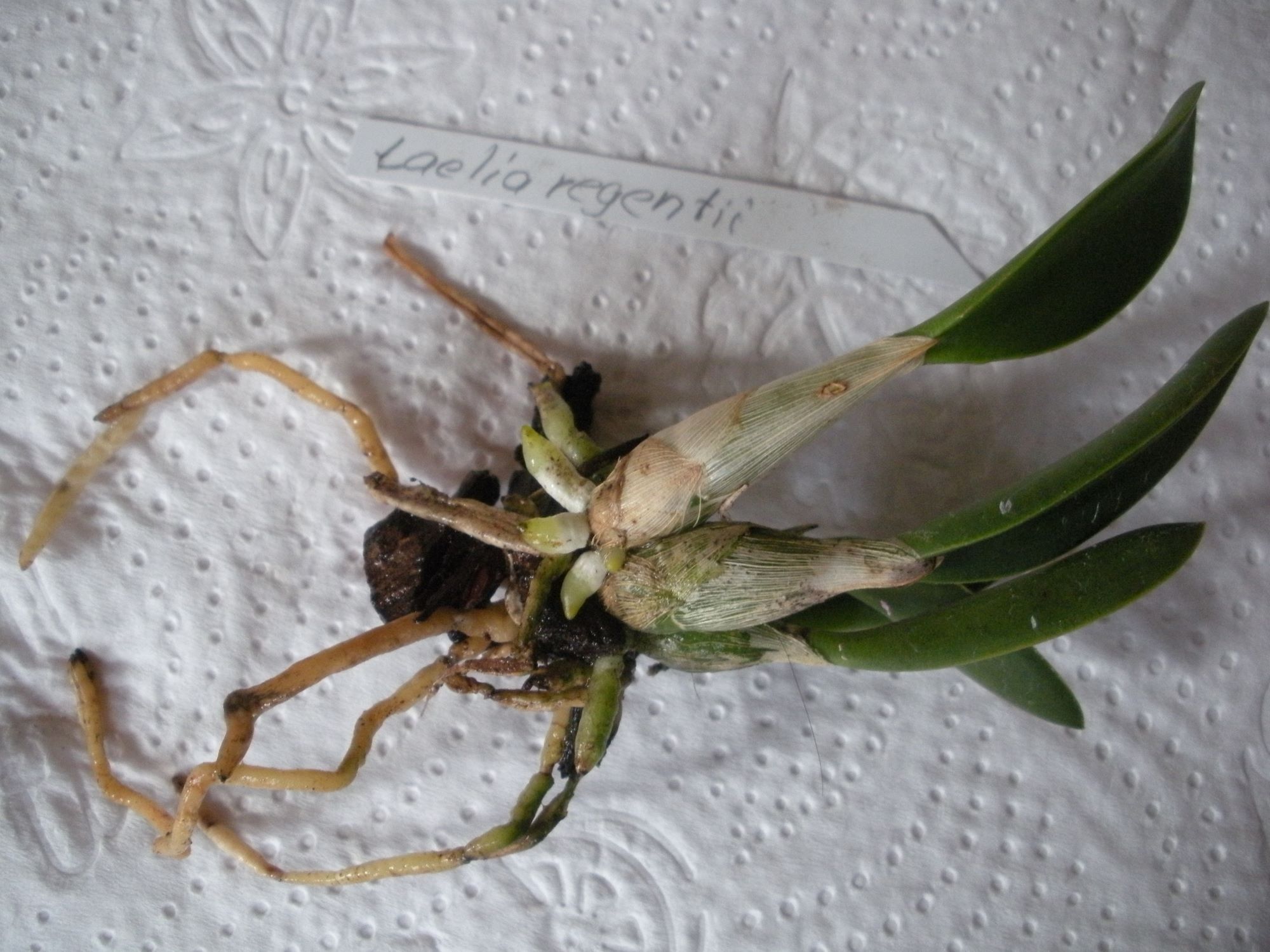 Laelia regentii1.JPG