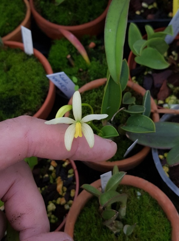 Laelia regentii.jpg
