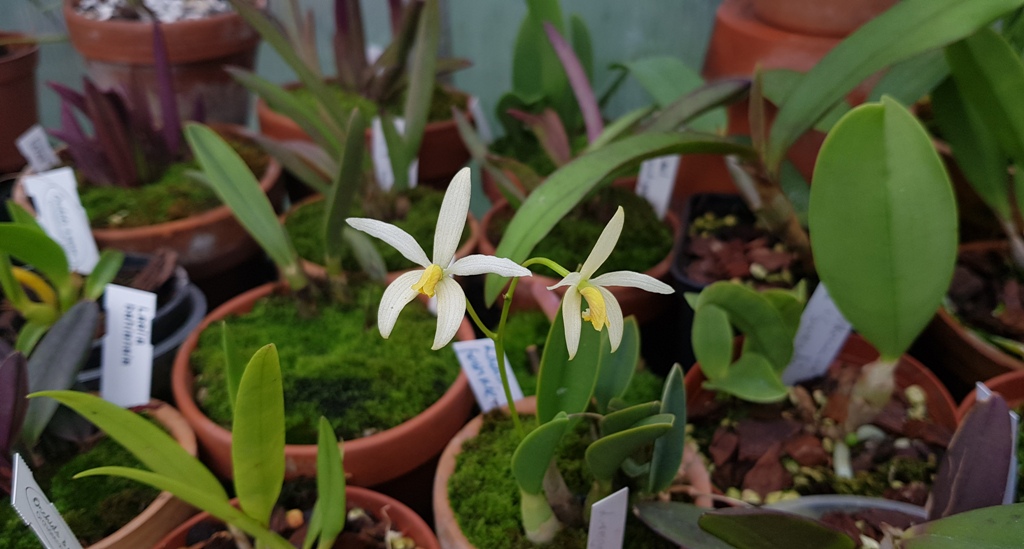 Laelia regentii (1).jpg