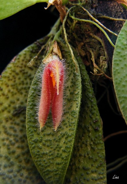 Acianthera melanochthoda (sin. Pleurothallis melanochthoda)'16..jpg