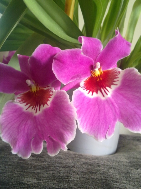 Miltoniopsis. Autorius - Rifas.jpg