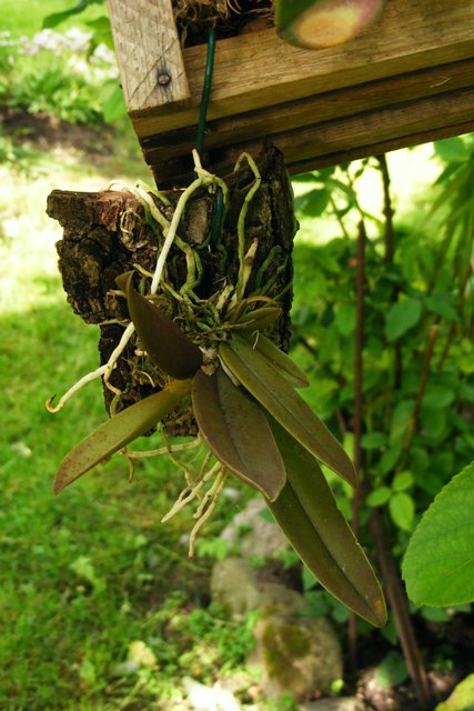 Trichocentrum tigrinum'17.JPG