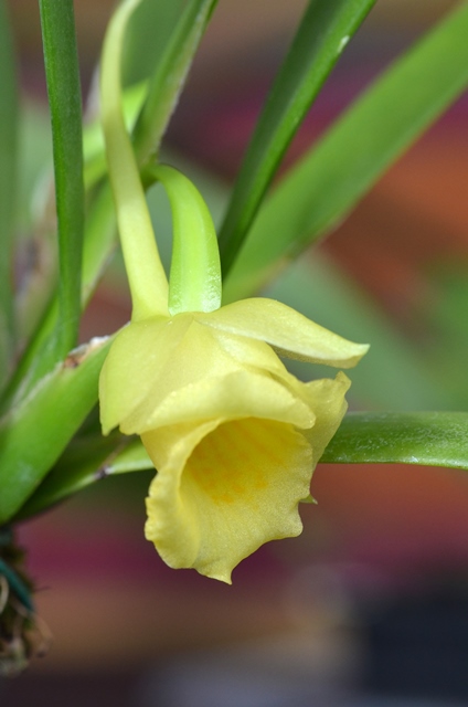 DSC_1155a.jpg