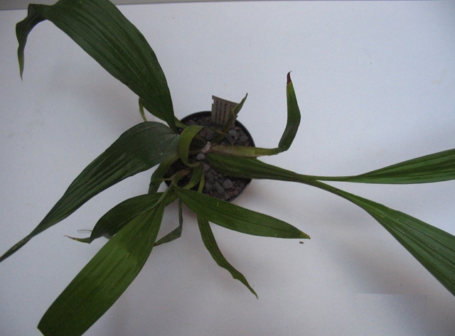 Coryanthes gracllis (1) copy.jpg
