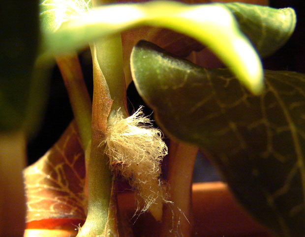 formosanus.jpg