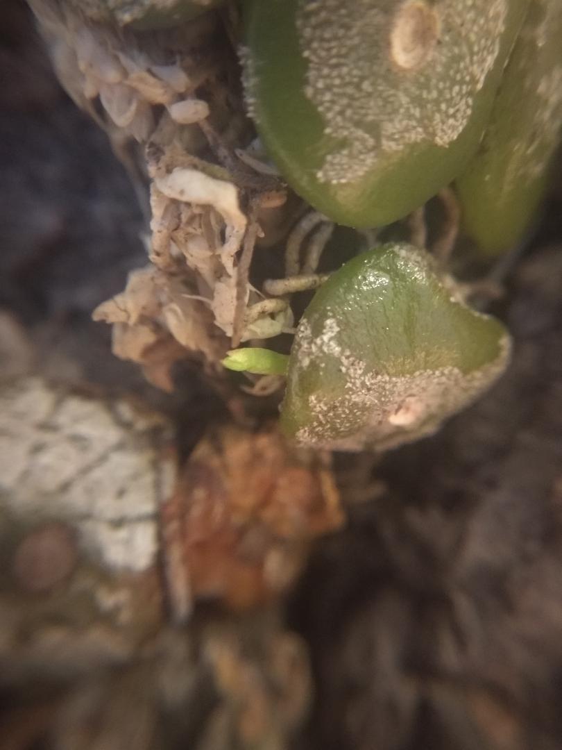polliculosum.jpg