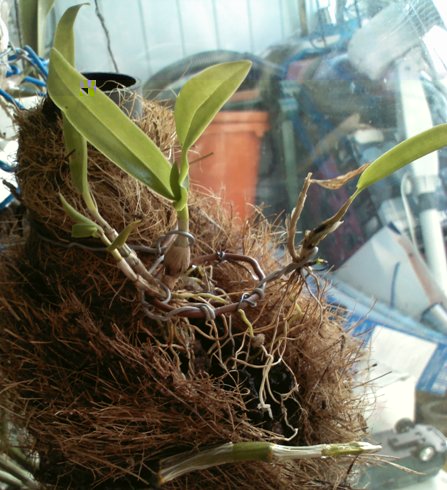 140501 Dendrobium tannii 01.jpg
