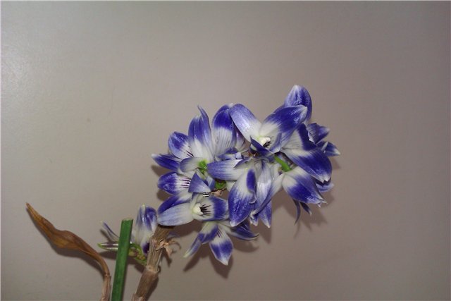 Dendrobium victoria-reginae - skaidre 5.jpg