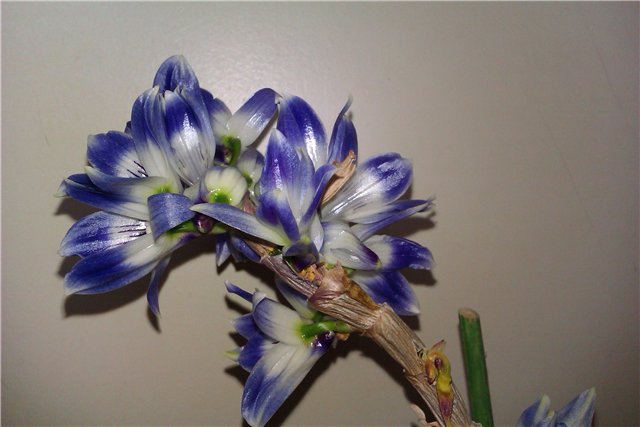 Dendrobium victoria-reginae - skaidre 3.jpg