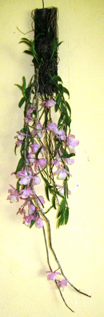 Dendrobium cucullatum.JPG