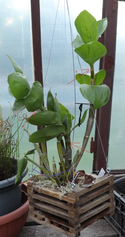 Dendrobium thyrsiflorum'20..09.jpg
