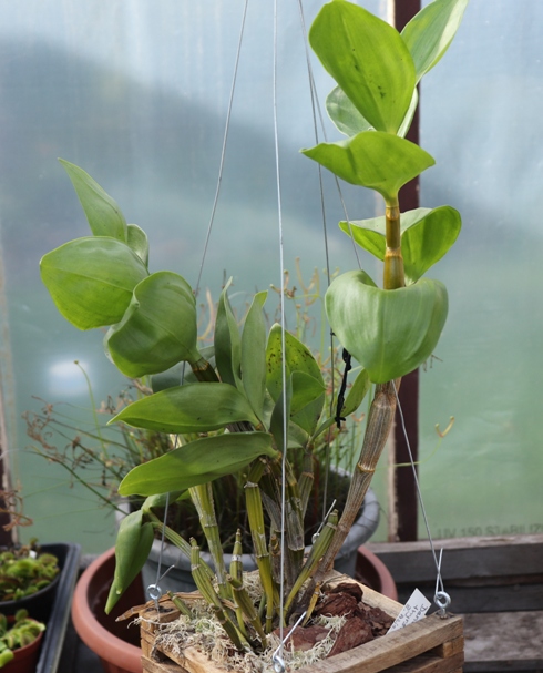 Dendrobium thyrsiflorum'20.09..jpg