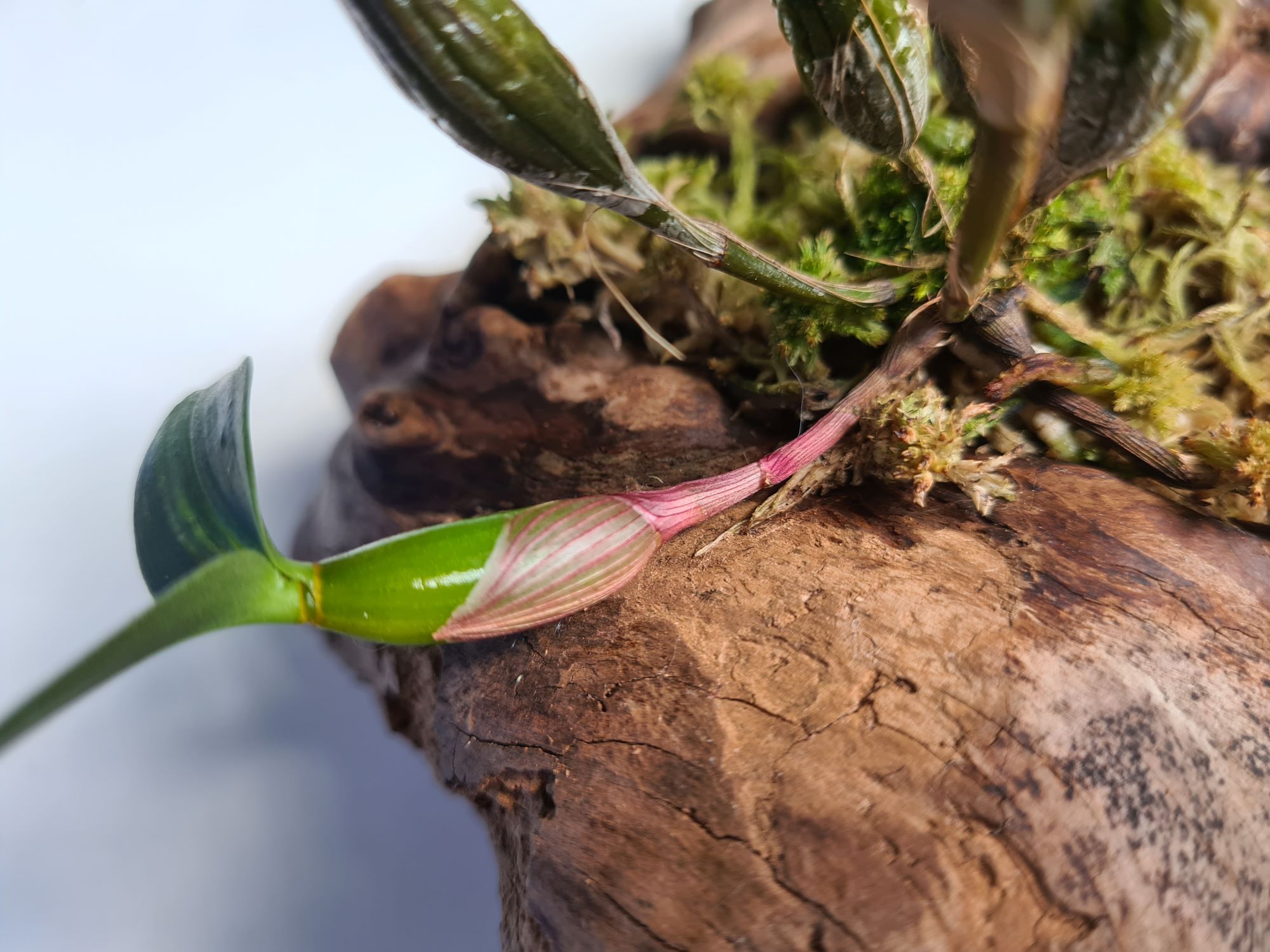 Dendrobium aberrans1.jpg