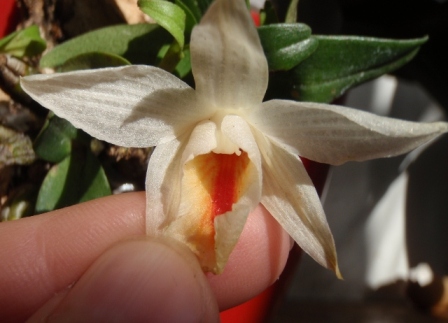 Dendrobium bellatulum 2012.08.29 1.JPG