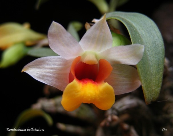 Dendrobium bellatulum'14.02.21..jpg