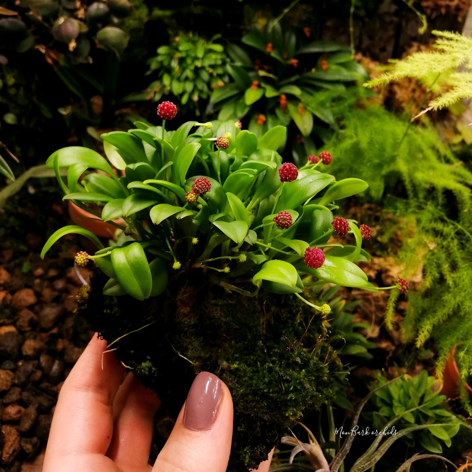 Platystele umbellata