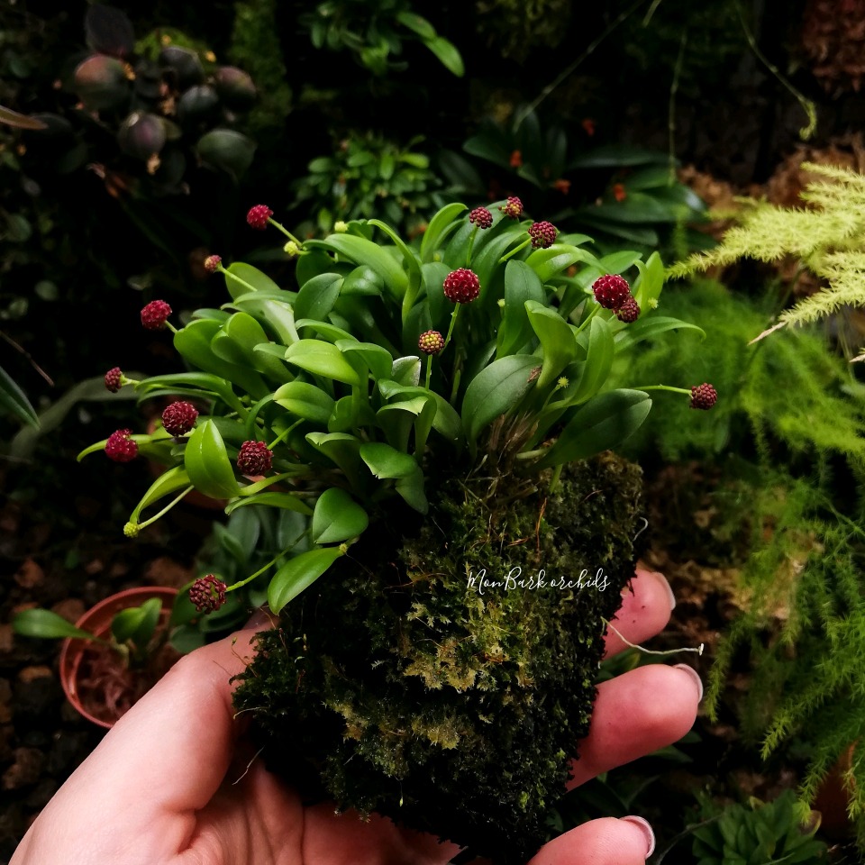 Platystele umbellata