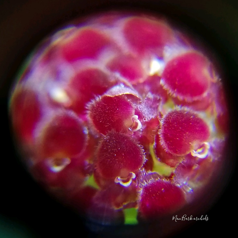 Platystele umbellata