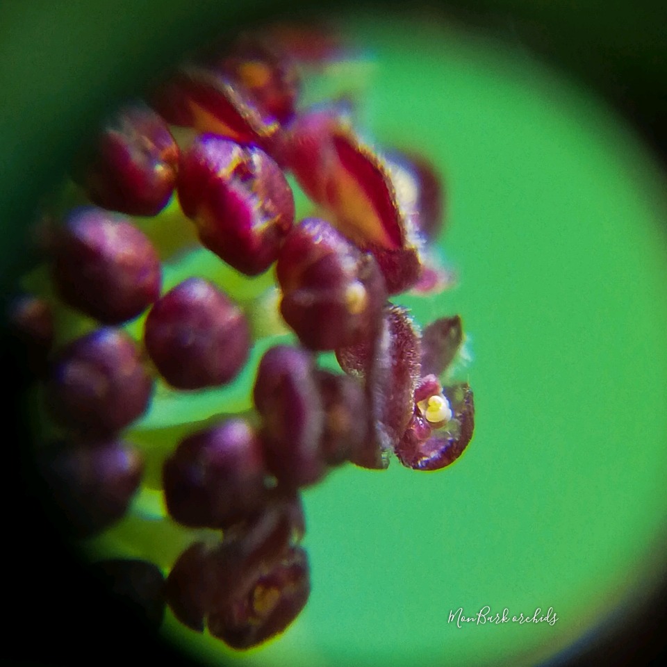 Platystele umbellata