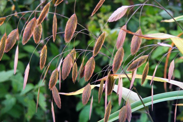Chasmanthium latifolium (Plačialapis dirsūnas)'17.JPG