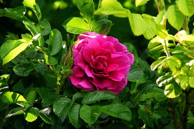 Rose 'Roseraie de L'Hay'17.jpg
