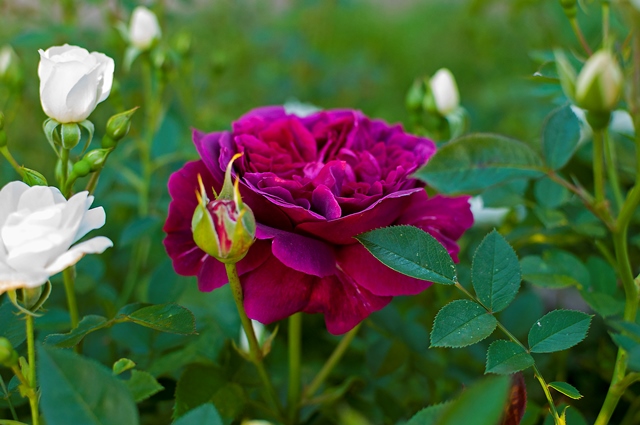 Rožė William Shakespeare 2000.jpg