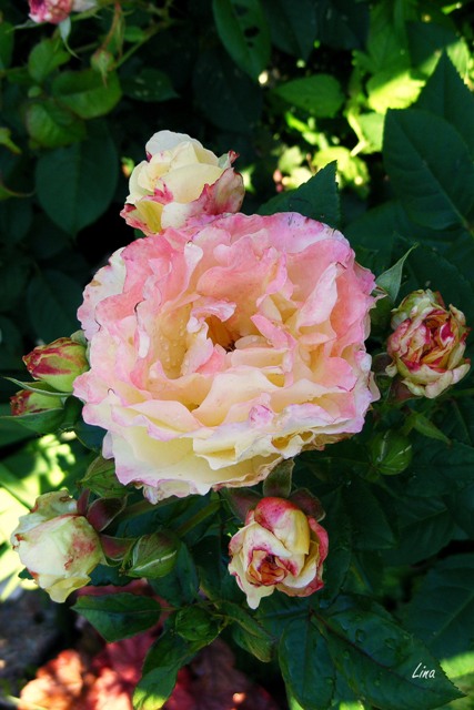 Rose 'Peace'17.jpg