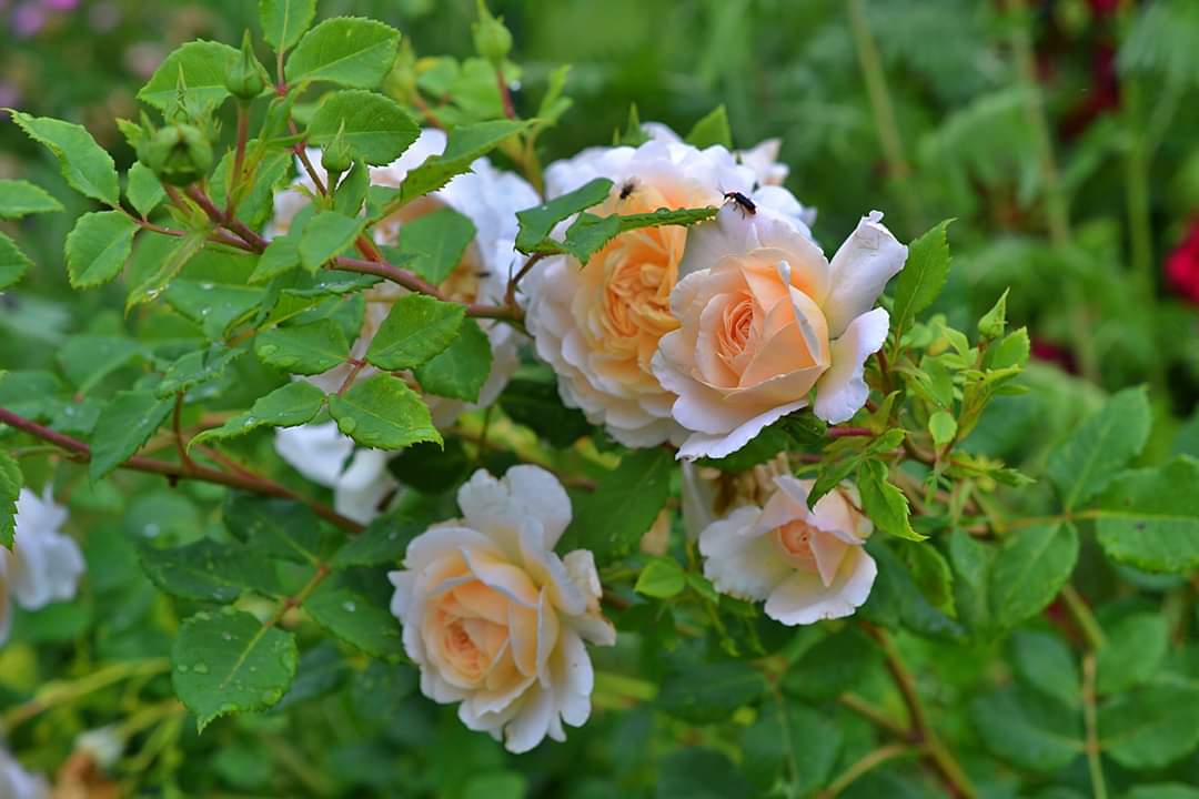 Crocus rose.jpg