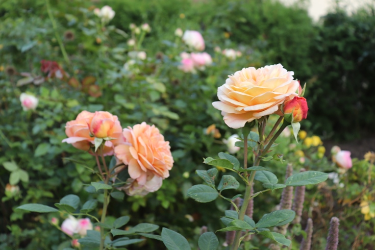 Roses (11).JPG