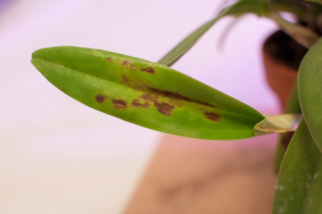 Virusuota Cattleya lapas 1.jpg