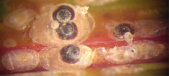 Diaspididae 2 Latan-Palm.jpg