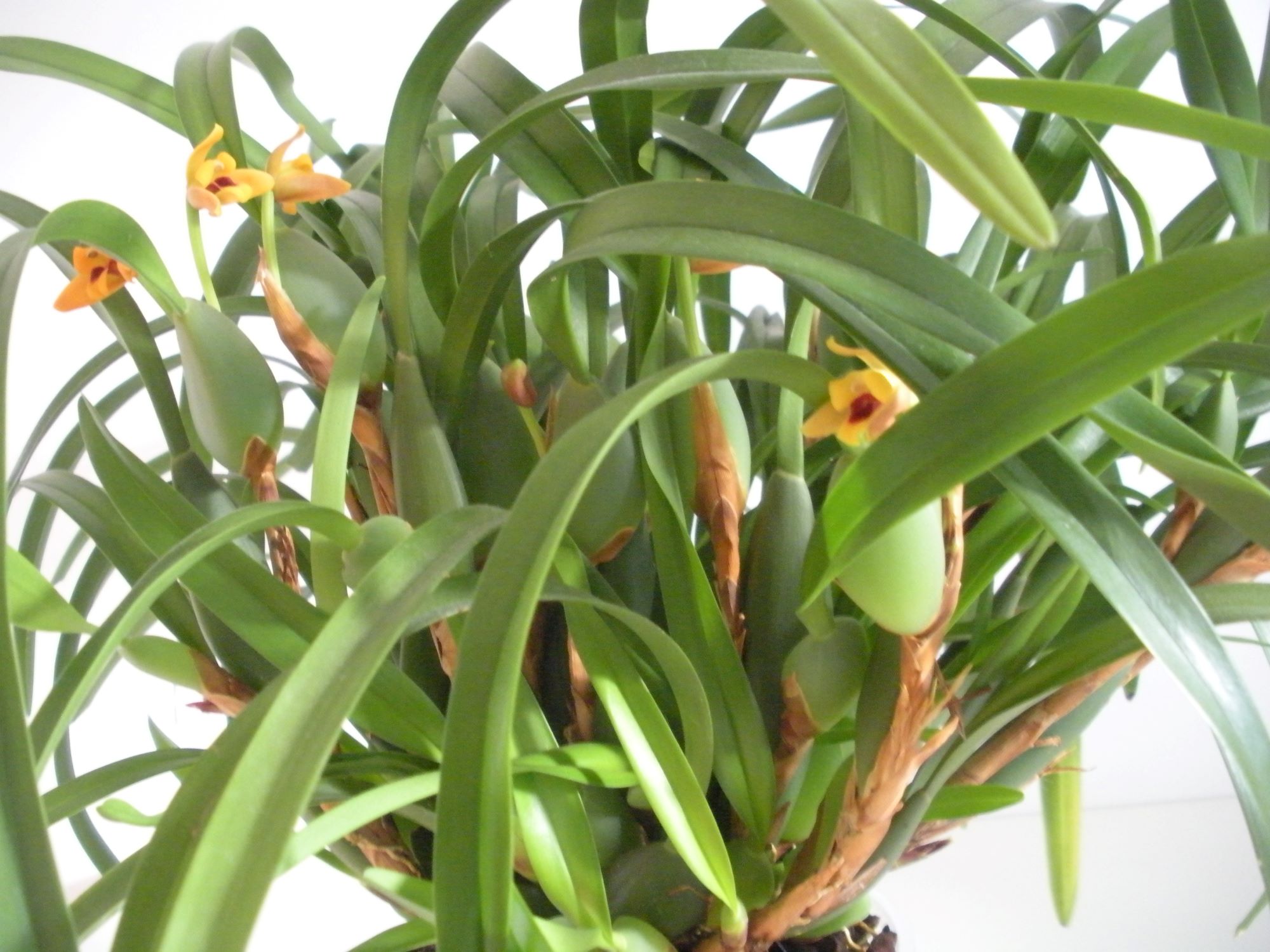 Maxillaria variabilis.JPG