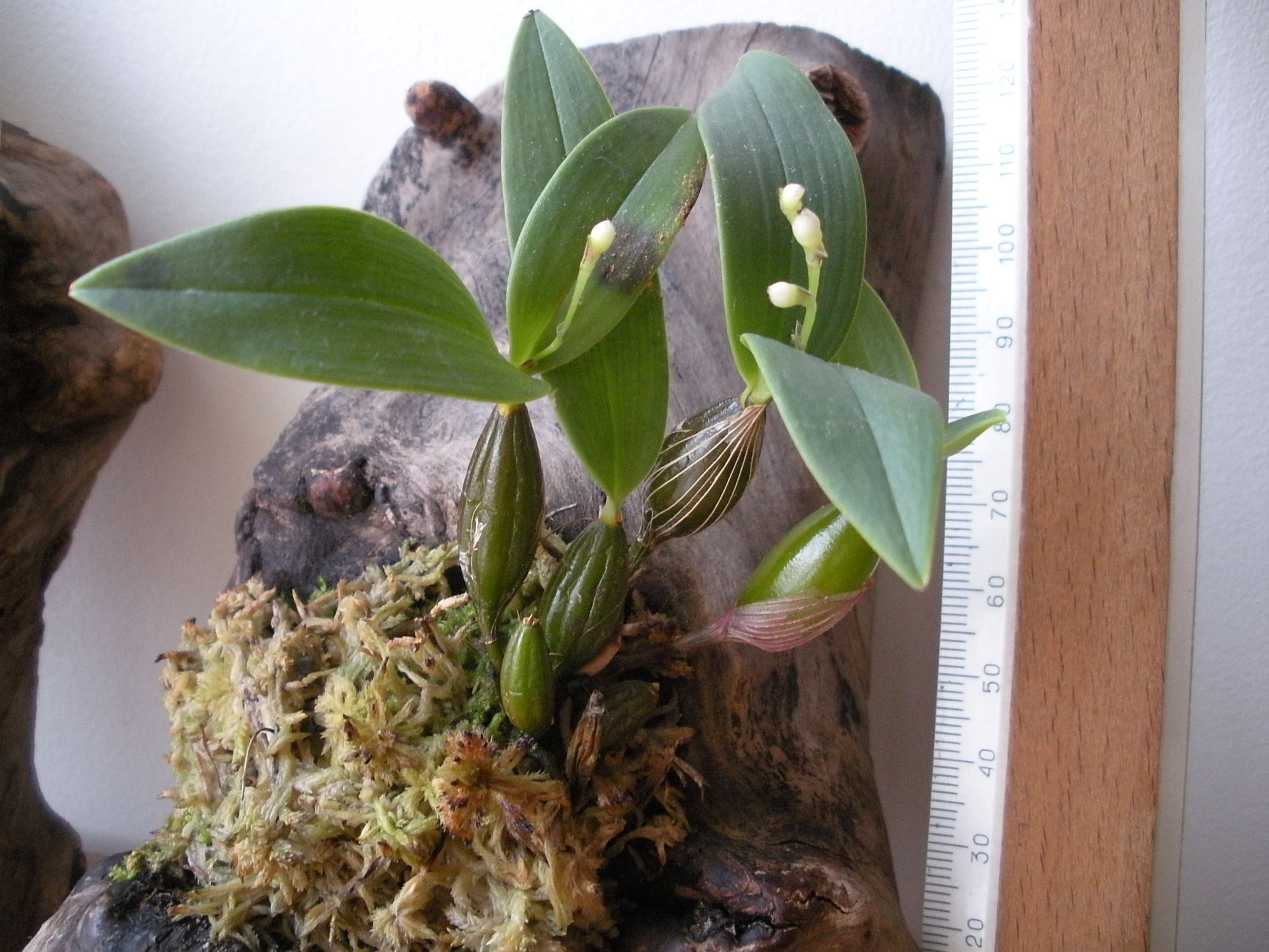 Dendrobium aberrans2.JPG