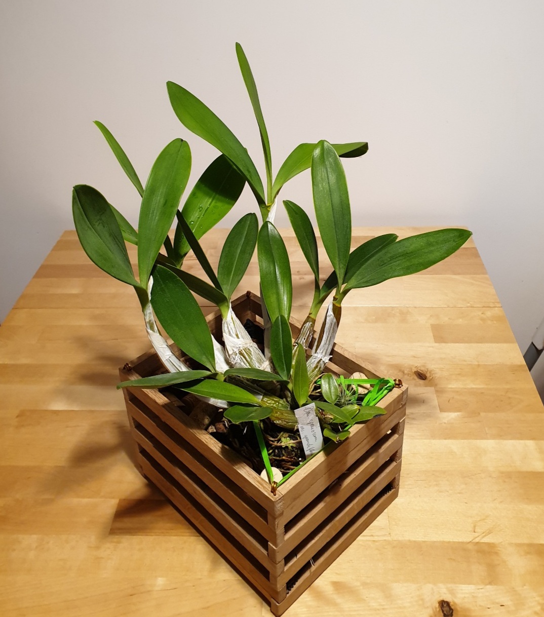 Dendrobium speciosum var. grandiflorum