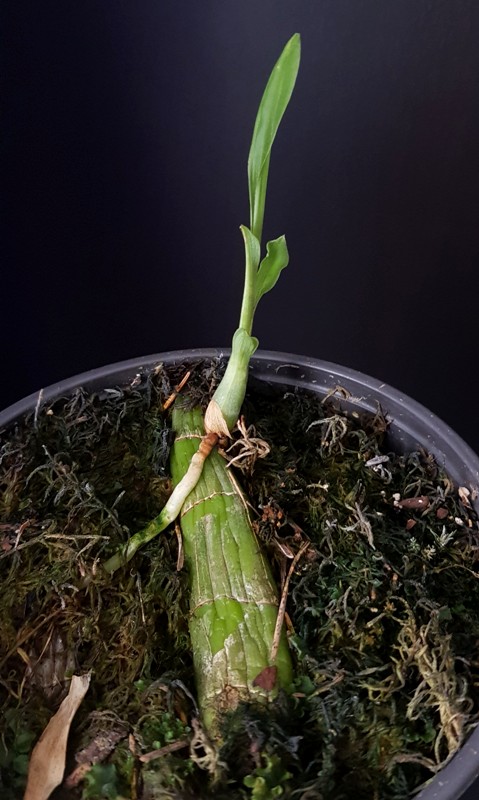Catasetum saccatum.jpg