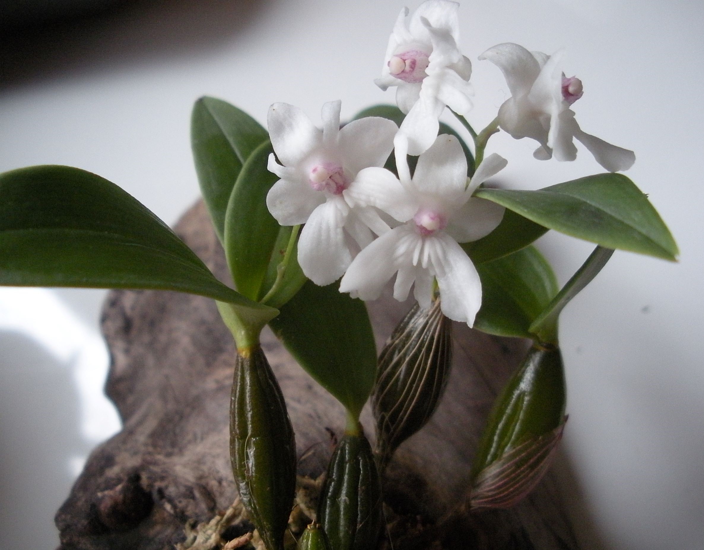 Dendrobium aberrans1.JPG